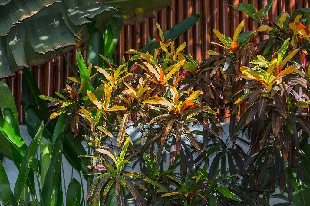 Villa Green Mango Seminyak